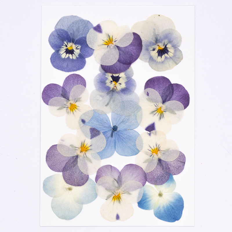 12pcs,Real Viola Cornuta Press - đánh giá và giá Supplies Of Candle