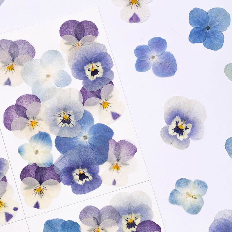 12pcs,Real Viola Cornuta Press - đánh giá và giá Supplies Of Candle