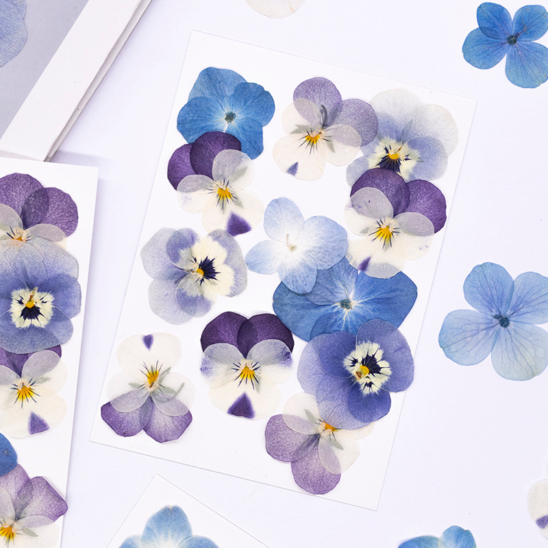12pcs,Real Viola Cornuta Press - đánh giá và giá Supplies Of Candle